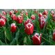Tulipan Canasta - 5 szt.