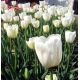 Tulipan City Of Vancouver - 5 szt.