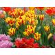 Tulipan Colour Spectacle - opak. 5 szt.