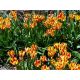 Tulipan Colour Spectacle - opak. 5 szt.