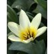Tulipan niski - Concerto - 5 szt.
