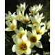 Tulipan niski - Concerto - 5 szt.