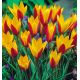 Tulipan botaniczny - Cynthia - 5 szt.