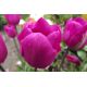 Tulipan Don Quichotte - opak. 5 szt.