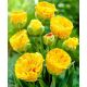 Tulipan lodowy - Beauty of Apeldorn - 5 szt.