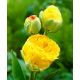 Tulipan lodowy - Beauty of Apeldorn - 5 szt.