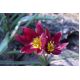 Tulipan botaniczny - Eastern Star - 5 szt.
