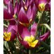 Tulipan botaniczny - Eastern Star - 5 szt.