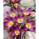Tulipan botaniczny - Eastern Star - 5 szt.