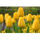 Tulipan Golden Apeldoorn - opak. 5 szt.