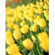 Tulipan Golden Apeldoorn - opak. 5 szt.