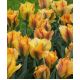 Tulipan Golden Artist - opak. 5 szt.