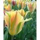 Tulipan Golden Artist - opak. 5 szt.