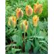 Tulipan Golden Artist - opak. 5 szt.