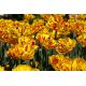 Tulipan Golden Nizza - opak. 5 szt.