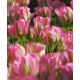 Tulipan Groenland - opak. 5 szt.