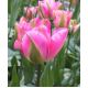 Tulipan Groenland - opak. 5 szt.