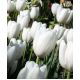 Tulipan Hakuun - 5 szt.