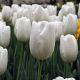 Tulipan Hakuun - 5 szt.