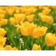 Tulipan Hamilton  opak. 5 szt.
