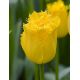 Tulipan Hamilton  opak. 5 szt.