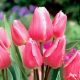 Tulipan Happy Family - opak. 5 szt.