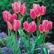 Tulipan Happy Family - opak. 5 szt.