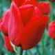 Tulipan Ile de France - opak. 5 szt.