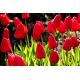 Tulipan Ile de France - opak. 5 szt.