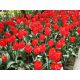 Tulipan Ile de France - opak. 5 szt.