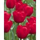 Tulipan Ile de France - opak. 5 szt.