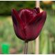 Tulipan Jan Reus - opak. 5 szt.