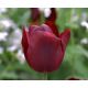 Tulipan Jan Reus - opak. 5 szt.