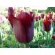 Tulipan Jan Reus - opak. 5 szt.