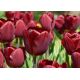 Tulipan Jan Reus - opak. 5 szt.