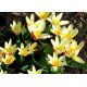 Tulipan Johann Strauss - opak. 5 szt.