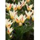 Tulipan Johann Strauss - opak. 5 szt.