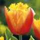Tulipan Lambada - opak. 5 szt.
