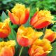 Tulipan Lambada - opak. 5 szt.