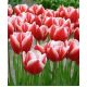 Tulipan Leen van der Mark - opak. 5 szt.