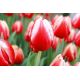 Tulipan Leen van der Mark - opak. 5 szt.