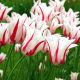 Tulipan Marilyn - opak. 5 szt.