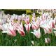 Tulipan Marilyn - opak. 5 szt.