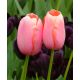 Tulipan Menton - opak. 5 szt.