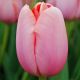 Tulipan Menton - opak. 5 szt.