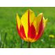 Tulipan Mickey Mouse - opak. 5 szt.