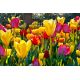 Tulipan Mix - opak. 5 szt.