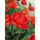 Tulipan Miranda - opak. 5 szt.