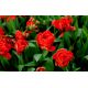 Tulipan Miranda - opak. 5 szt.
