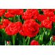 Tulipan Miranda - opak. 5 szt.